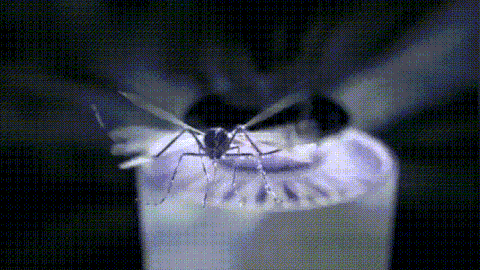 Global Prime Essential mosquito lamp emitting blue light to attract and trap mosquitoes in a compact, energy-efficient device.