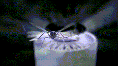 Global Prime Essential mosquito lamp emitting blue light to attract and trap mosquitoes in a compact, energy-efficient device.